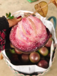 miễn síp -miễn síp Vú sữa tím lò rèn ...! Ngọt sợt nha...! Chạy sl vú sữa lò rèn tại Quảng Nam