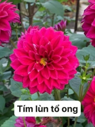 Cây bầu rể ổn định tại Quảng Nam