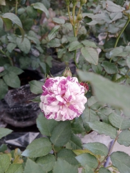 Hoa hồng ngoại siêu thơm tại Quảng Nam