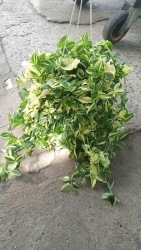  tại Quảng Nam