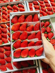 Dâu tây khay mai tại Quảng Nam