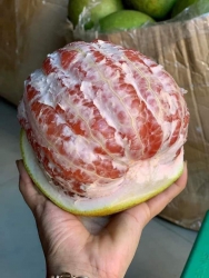 ch ơi, bưởi da xanh ruột đỏ bến tre ngọt lịm tại Quảng Nam
