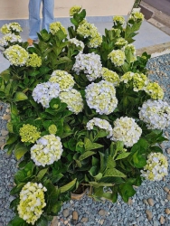 Cẩm tú cầu đẹp như hình tại Quảng Nam