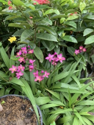 Địa Lan Hồng và Vàng tại Quảng Nam