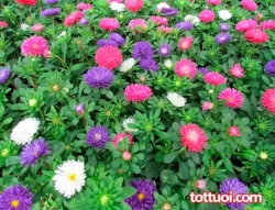 Cúc mà MagicCúc 7 màu tại Quảng Nam