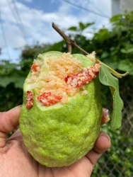 Chung ni muôi đủ chiến chưa khách ơi tại Quảng Nam