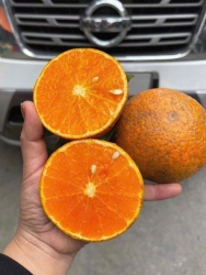 Quýt sim - Loại quýt ngon ngọt, mai e dề toàn mã nám siêu ngon tại Quảng Nam