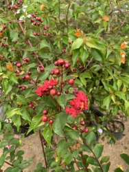 Tường vi tươi xanh và hồng nở hoa tại Quảng Nam