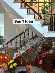 Tuyết mai siuu nụ mai e về 50 bó 49k / 1 bó cao trên m2 Lên đơn mai em shippp tại Quảng Nam