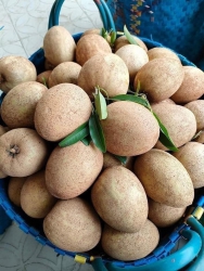 Sapoche 79k 3 kí ngày ni dề trái to lắm lun, hôm qua cứ sợ hàng bi nhỏ ko dám dề nhìu ai ngờ trái tại Quảng Nam