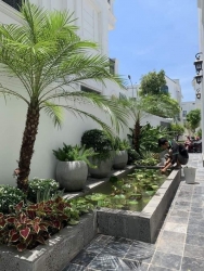 Dòng cây được sử dụng để decor sân vườn nhà ở, cafe, ban công chung cư tại Quảng Nam