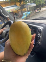 Xoài min hàng sạch đã về tại Quảng Nam