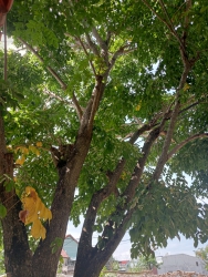 Bán cây sưa tại Quảng Nam