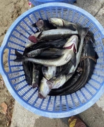 35k/1 cá mú sạch như trong hình. (giao hàng từ 3 sản phẩm trở lên) tại Quảng Nam