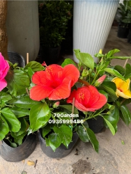 Hoa xinh no quanh nam Cay san dep y hinh tai 79 tại Quảng Nam