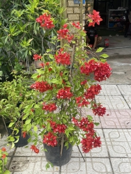 Đỏ lửa nguyên bản tại Quảng Nam