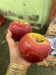 Táo đá mật ngon mà rẻ tại Quảng Nam