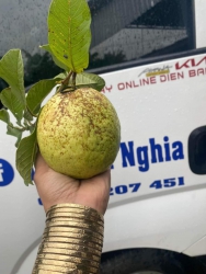 Chuẩn ổi đồi lục ngạn bắc giag ngọt như mật bao giòn ngọt cho khách nhà e tại Quảng Nam