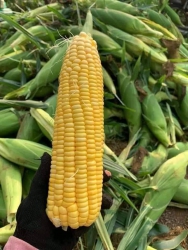 Bắp Mỹ Siêu Ngọt Chạy Số Lượng Cho Vườn tại Quảng Nam