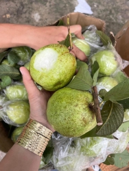 i Lục Ngạn Bắc Giang tại Quảng Nam
