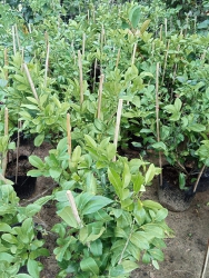 i non tại Quảng Nam