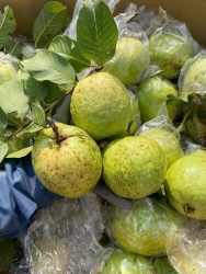 Ui là trời hén ngon ổi ngày mai đây khách nha vườn lão ni siêu ngon giòn ngọtỔi thái đồi lục ngạn tại Quảng Nam