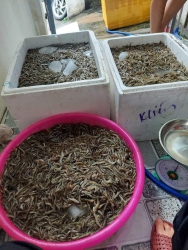 e san roi con du 2kg Tôm đất sông 100% Tôm thiên nhiên k nha tại Quảng Nam