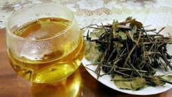 Chè Vằng Lợi Sữa Không Tác Dụng Phụ tại Quảng Nam