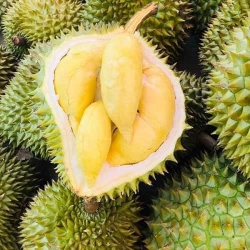 Sáng mai có 10 trái sầu riêng thái hạt lép rụng tại Quảng Nam