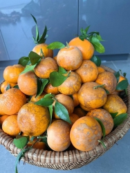 Quýt sim loại ngon nhất, khách ưa chuộng tại Quảng Nam