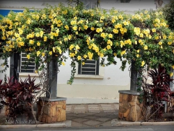 Huynh đệ hoa vàng tại Quảng Nam