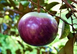 Vú Sữa Mica tại Quảng Nam