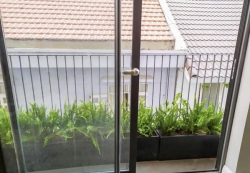 Dương sỉ sum đẹp giá 25k/bầu như hình tại Quảng Nam