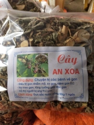 Cây An Xoa Khô tại Quảng Nam