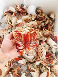 Ghe bẻ được 30 kí tại Quảng Nam