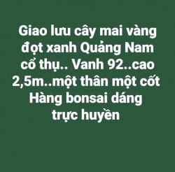 Mai vàng đọt xanh Quảng Nam cổ thụ Vanh 92 cao 2,5m tại Quảng Nam