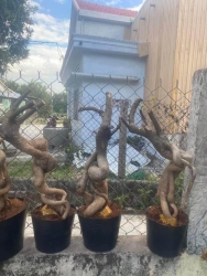 Thanh lý 25 phôi giấy Mỹ đủ kiểu quái tại Quảng Nam