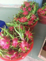 Thanh long trắng to đẹp dã man, ngọt như Thanh Long đỏ luôn tại Quảng Nam