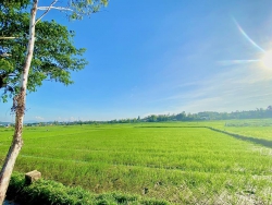 Siêu phẩm view lúa TTTP Tam Kỳ tại Quảng Nam