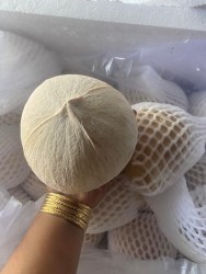 Dừa xiêm chất lượng loại 1 có sự khác biệt, trái to hoang, nước chảy ra sau khi mở tại Quảng Nam