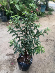  tại Quảng Nam