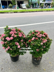 Trang senDu mau du size Xin moi khach ghe lua tại Quảng Nam