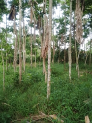 n cây sưa (tặng cây gió) tại Quảng Nam