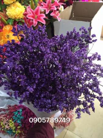 Hoa sao sấy khô chưng đc hơn 1 năm tại Quảng Nam