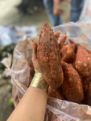 Chuẩn Khoai Mật Loại 1 Siêu Ngon tại Quảng Nam