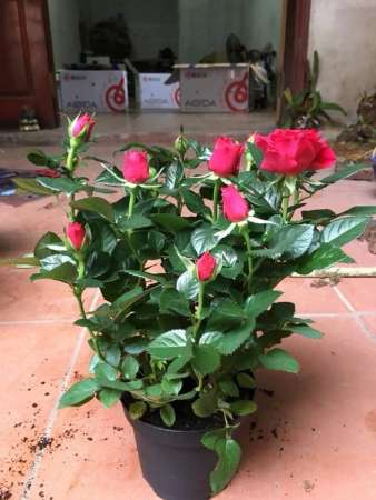 sỉ và lẻ hoa hồng chậu. cực đẹp tại Quảng Nam