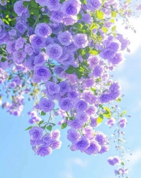 Bán đất đường Phan Văn Đạt tại Quảng Nam