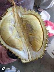 Sầu Hạt Rụng, Ai Ăn của Nhà E Bik Rồi Nè tại Quảng Nam