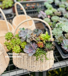 Sen đá bán quanh năm Mời khách tại Quảng Nam