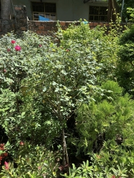 Dọn Vườn thanh lý lô hồng thân gỗ - hoa đỏ nhung tại Quảng Nam